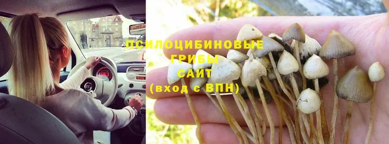 Псилоцибиновые грибы Cubensis  Арсеньев 